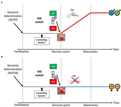 The “IAG-Switch”—A Key Controlling Element in Decapod Crustacean Sex Differentiation